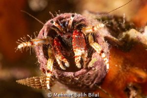 Squat lobster. by Mehmet Salih Bilal 